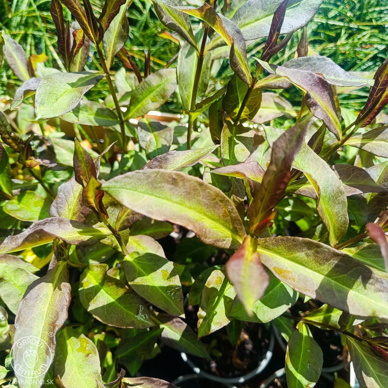 Obrázok Flox metlinatý (Phlox paniculata) ´SWEET SUMMER DREAM’® - kont. C1,5L